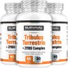 Tribulus Terrestris 90 Fair Power 2+1 zdarma